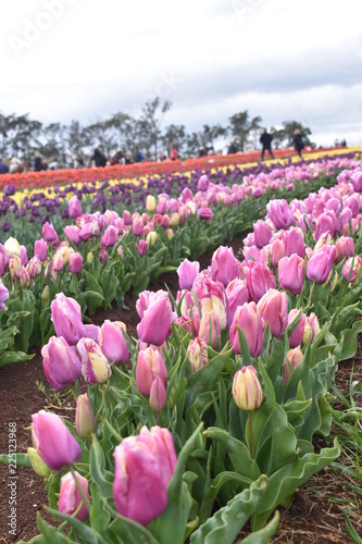 Tulips in the garden