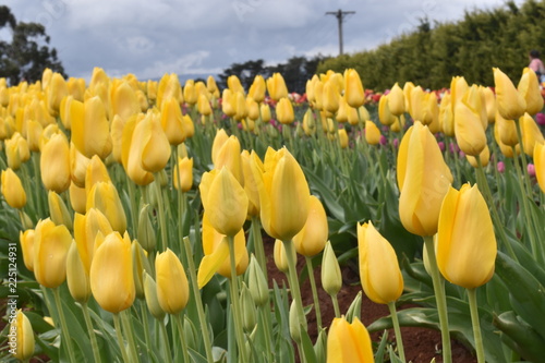 Tulips in the garden
