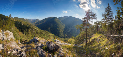 Green forest in mountain panorama photo