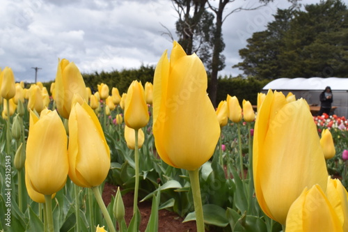 Tulips in the garden