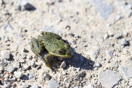 Folgen des Klimawandels - kleiner Wasserfrosch auf einem ausgetrockneten Flussbett