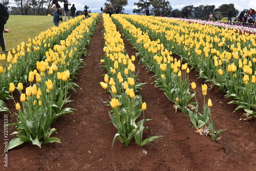 Tulips in the garden