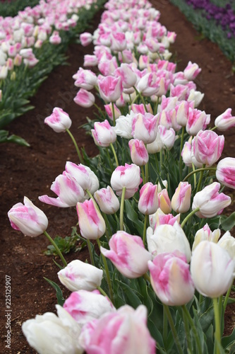 Tulips in the garden