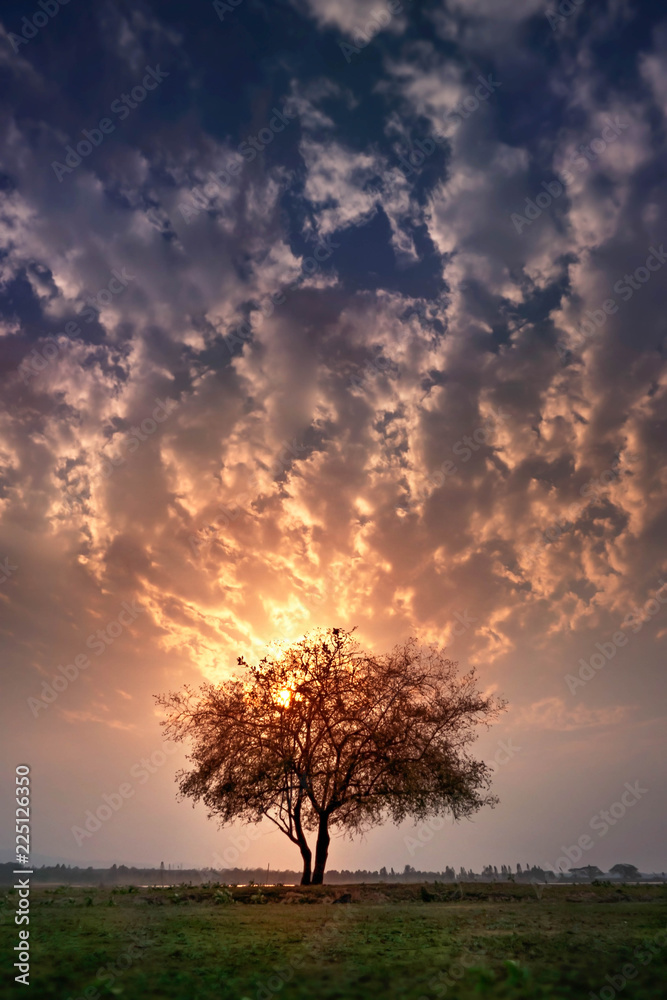 Fototapeta premium Beautiful scence of big tree and sunset