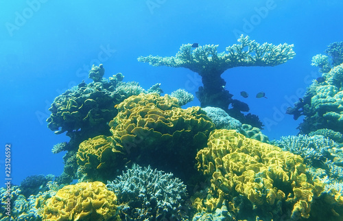 Fototapeta Naklejka Na Ścianę i Meble -  Colored corals in Eilat
