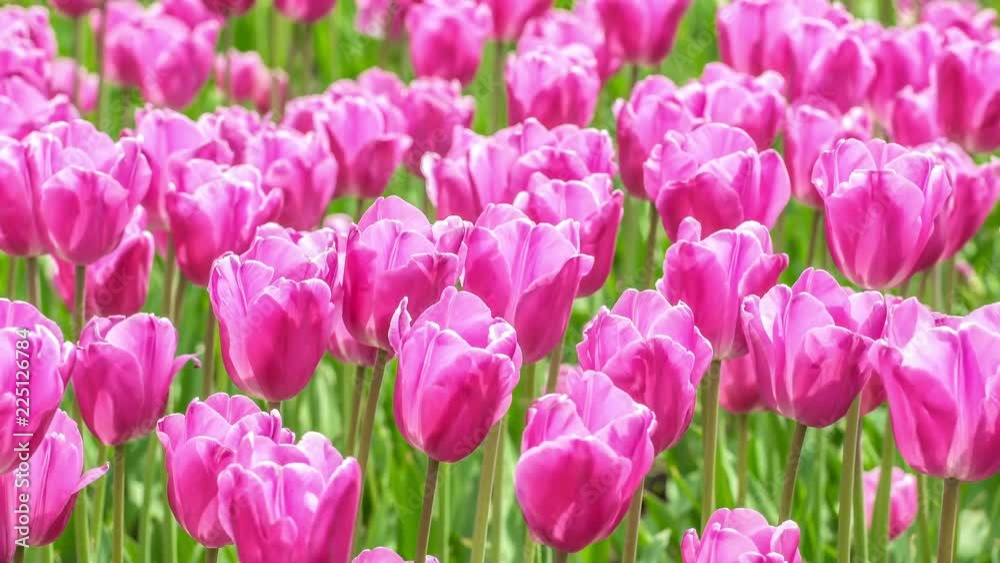 Close-up,blooming tulips flowers swaying gently in a weak wind. Close-up,blooming tulips flowers swaying gently in a weak wind.