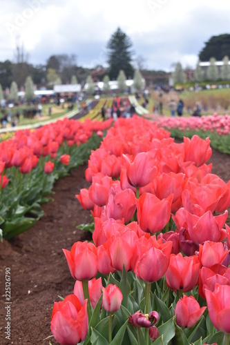 Tulips in the garden