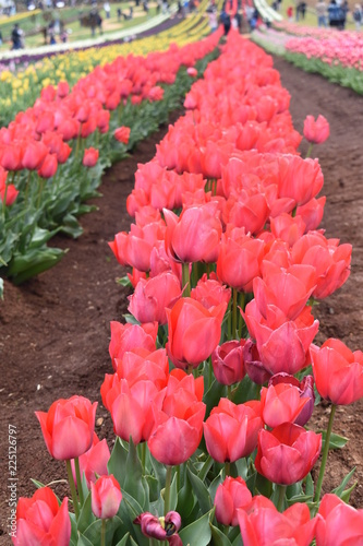 Tulips in the garden
