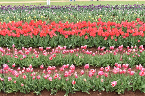 Tulips in the garden