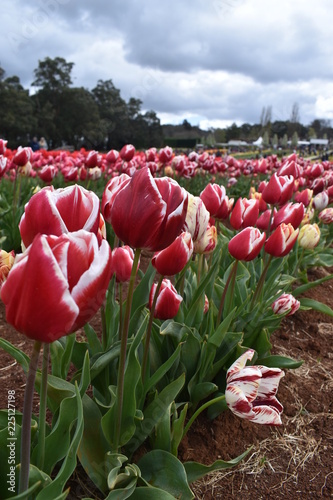 Tulips in the garden