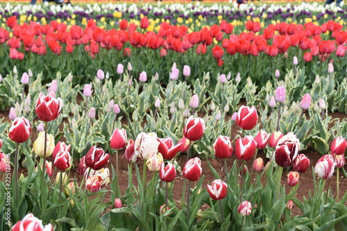 Tulips in the garden
