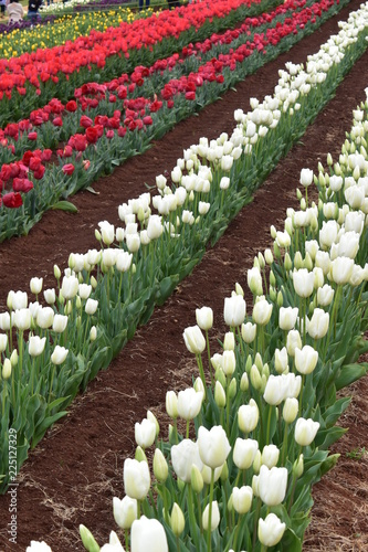 Tulips in the garden
