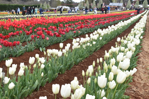 Tulips in the garden