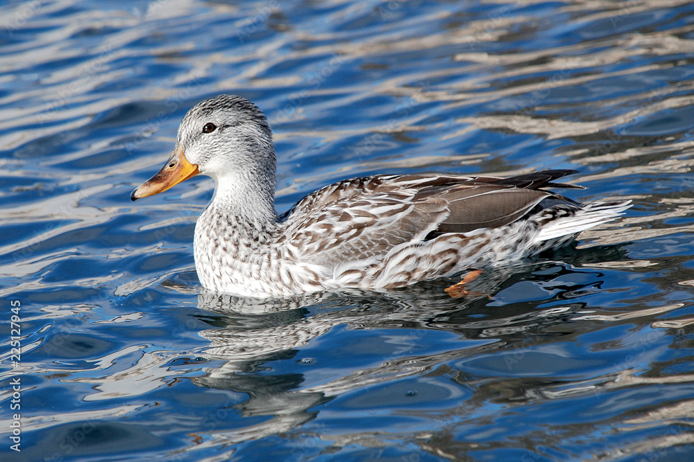 ducks swim on the lake