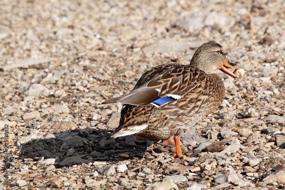 ducks walk along the shore