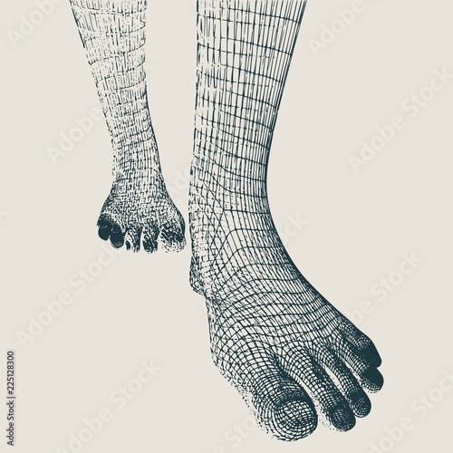 Polygonal woman legs. Wire frame style. Part of the human body.