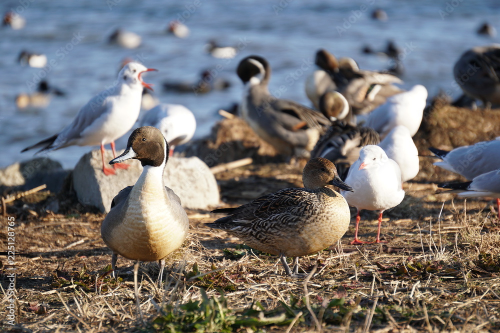 Obraz premium オナガカモ