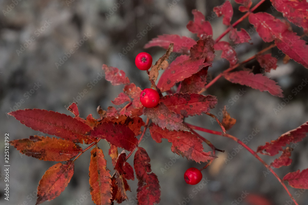 Ripe red juicy berries rowan Sorbus in autumn park, closeup photo. Ashberry Ripe red juicy berries rowan Sorbus in autumn park, closeup photo. Ashberry