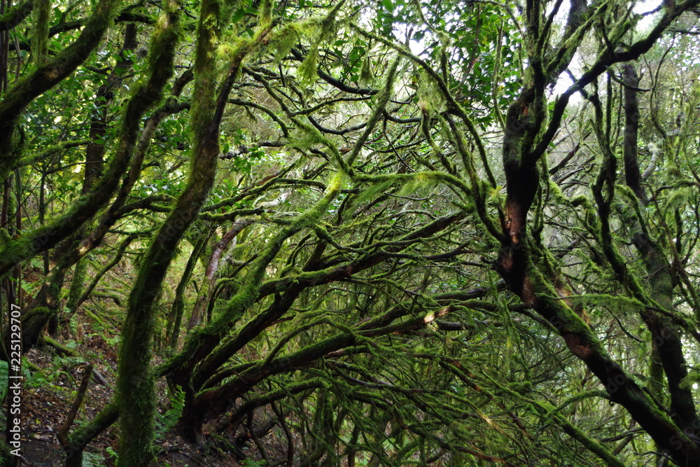 forest in La Gomera forest in La Gomera