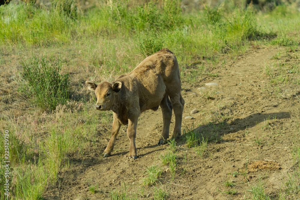 Baby cow in the field Baby cow in the field