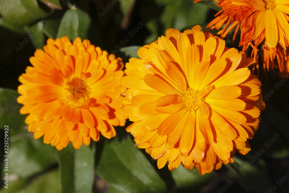 Orange Dahlie, close-up Orange Dahlie, close-up