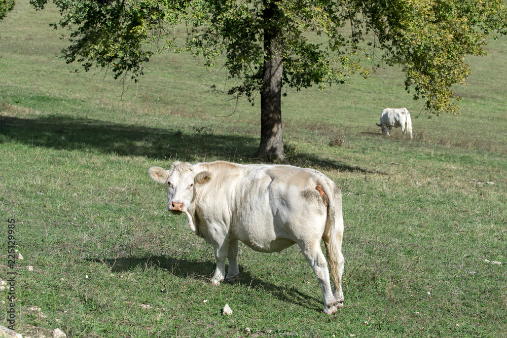 Vache Charolaise sur le pré en automne Vache Charolaise sur le pré en automne