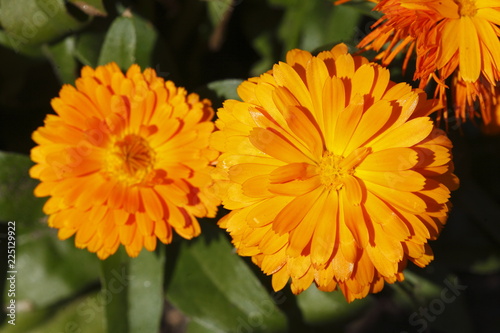 Orange Dahlie  close-up
