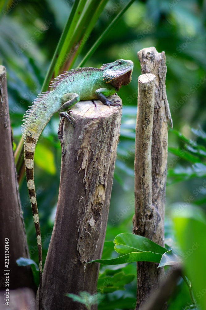 lizard (c) Alexander Reichel lizard (c) Alexander Reichel