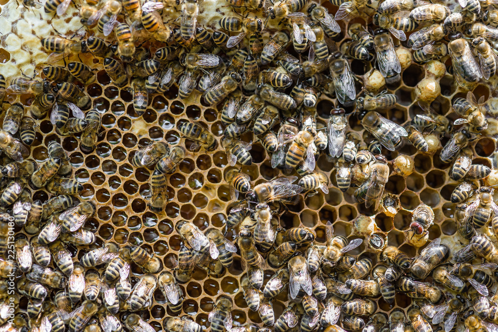 Honigbienen Honigbienen