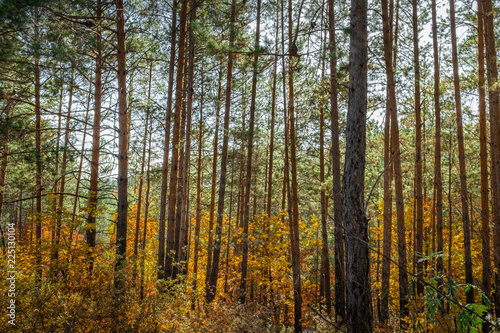 Autumn forest / yellow, green, orange