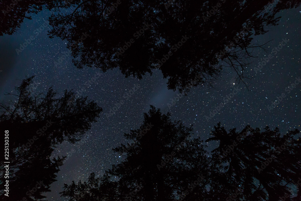 Straight up view of starry night sky above tree