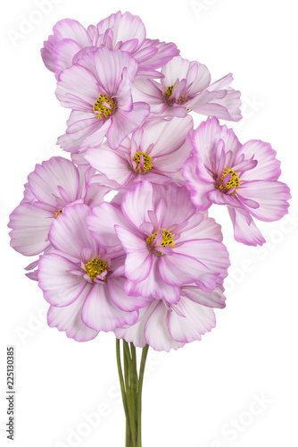 Fototapeta Naklejka Na Ścianę i Meble -  cosmos flower isolated