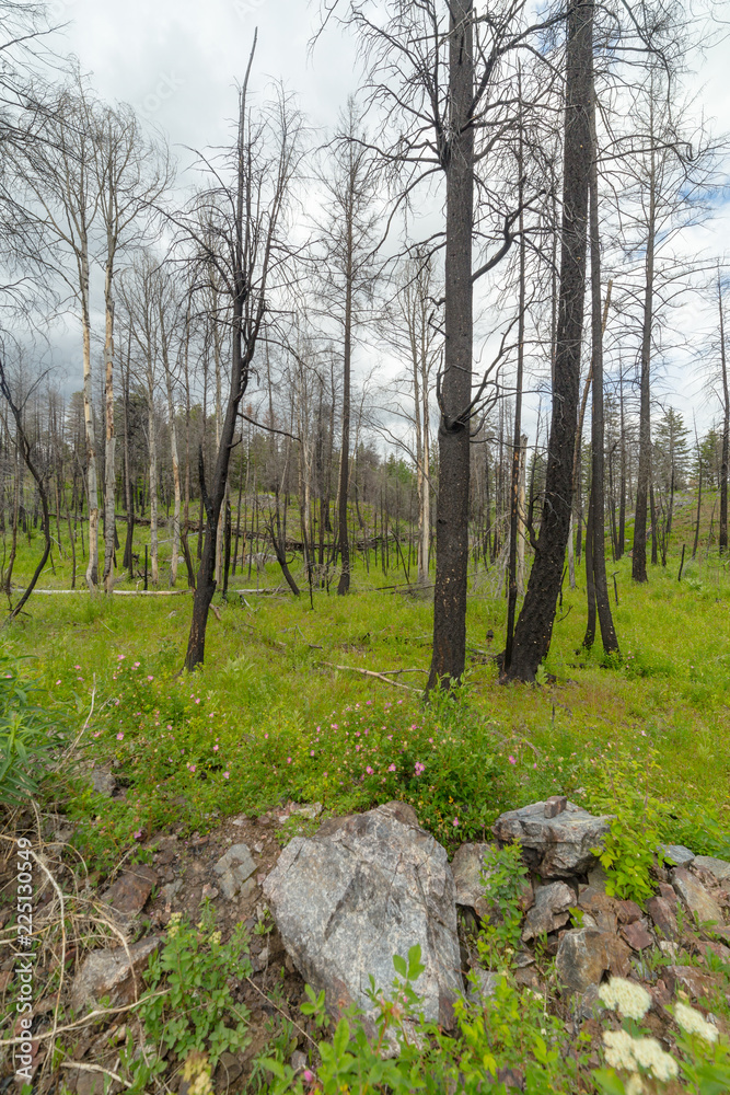Naklejka premium Burnt forest in British Columbia
