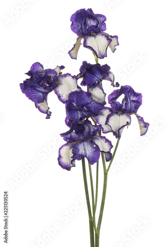 Fototapeta Naklejka Na Ścianę i Meble -  iris flower isolated
