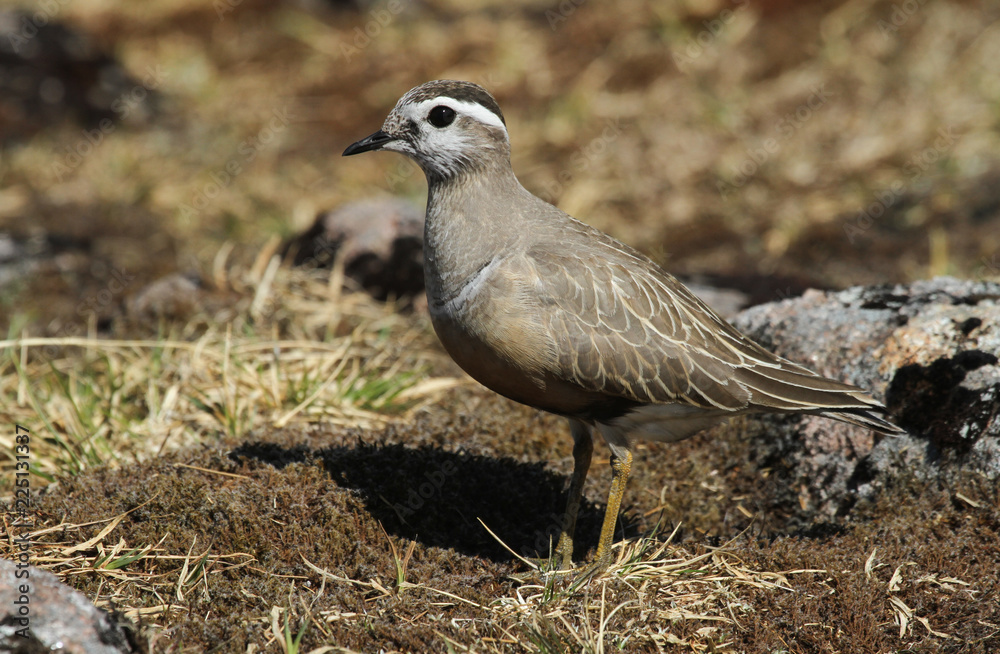 A rare Dotterel (Charadrius morinellus) in the highlands of Scotland. A rare Dotterel (Charadrius morinellus) in the highlands of Scotland.