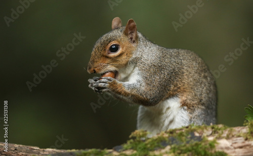A cute Grey Squirrel (Sciurus carolinensis) eating an acorn.