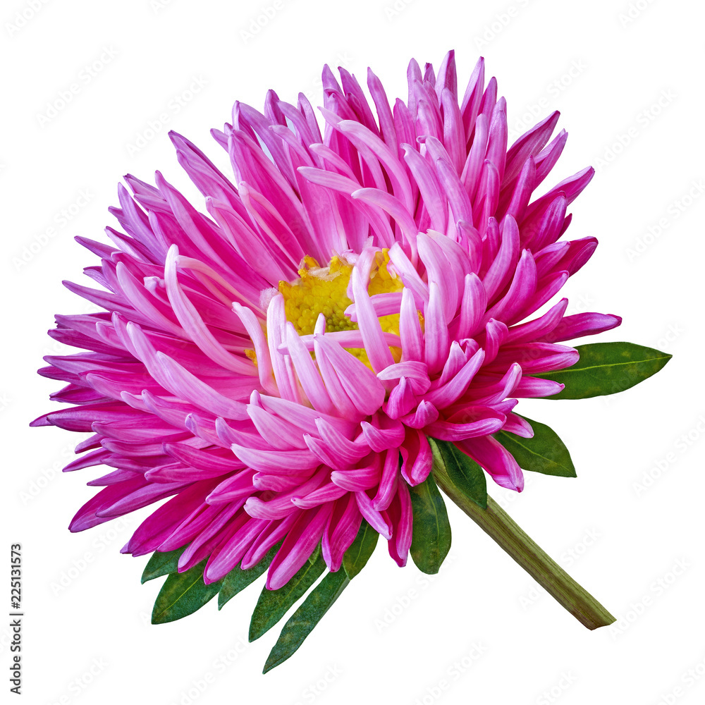 red pink yellow aster flower isolated on a white background. Close-up. Flower bud on a green stem with leaves.
