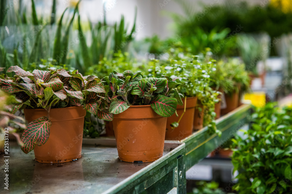 Coniferous garden plants being sold in plant nursery