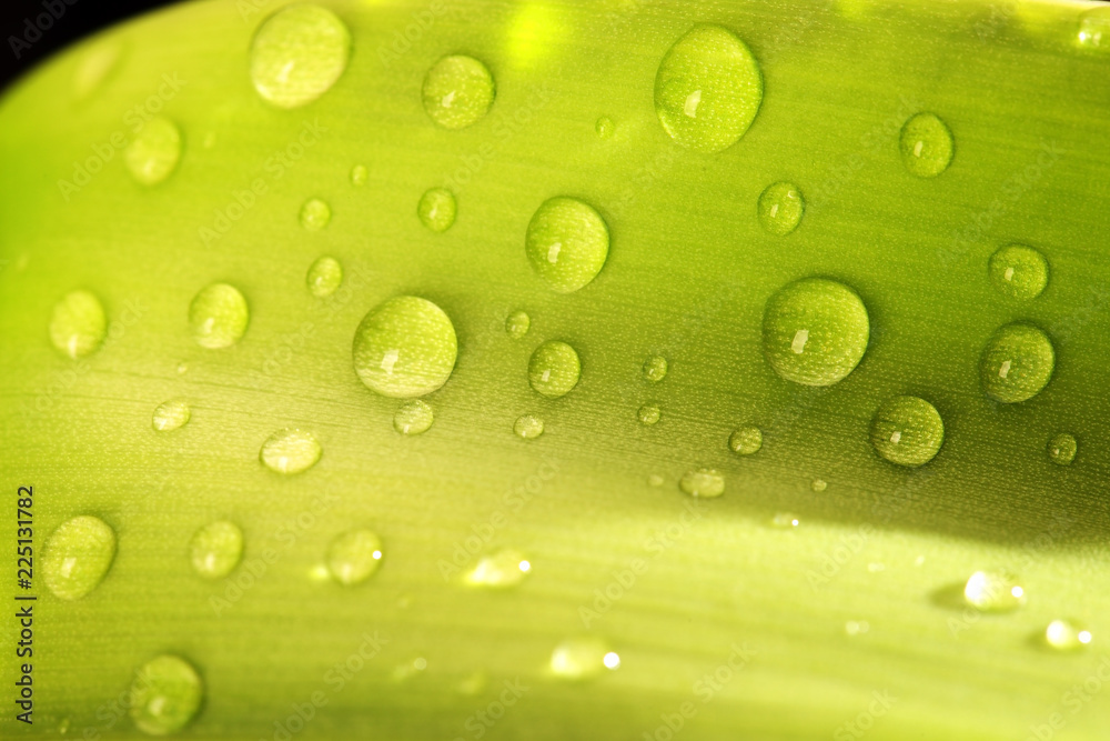 water drop on green fresh leaf background water drop on green fresh leaf background