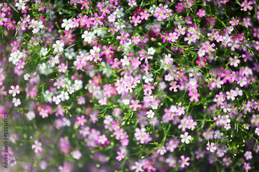 close up of beautiful gypsophila flower close up of beautiful gypsophila flower