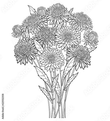 Vector bouquet with outline Aster flower, ornate foliage and bud in black isolated on white background. Contour blooming Aster bunch for summer or autumn design and coloring book.