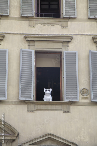Hund in Fenster