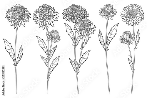 Vector set with outline Aster flower bunch, ornate leaf and bud in black isolated on white background. Contour blooming Aster plant for summer or autumn design and coloring page. photo