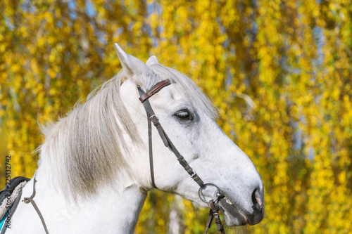 Beautiful white horse on autumn background