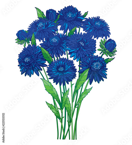 Vector bouquet with outline blue Aster flower, ornate green foliage and bud isolated on white background. Contour blossoming blue Aster bunch for summer or autumn design.