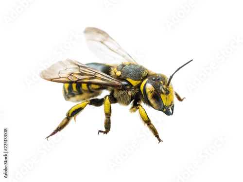 Megachile Species Leafcutter Bee Insect Isolated on White photo