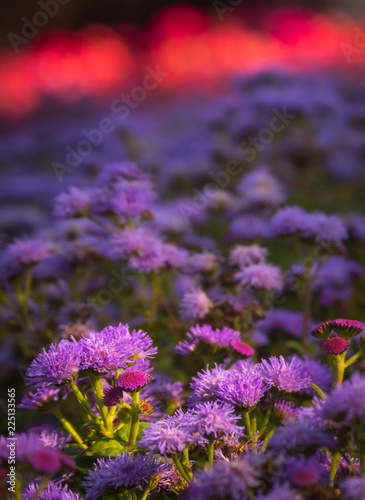 purple flowers in the rays of the setting sun