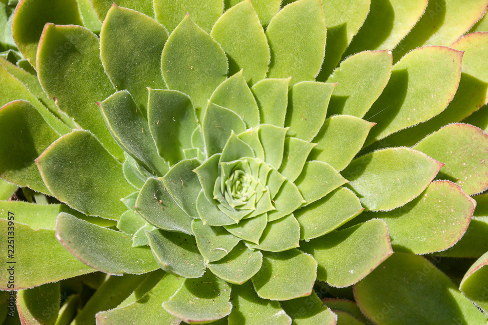 Close up of green succulent Close up of green succulent