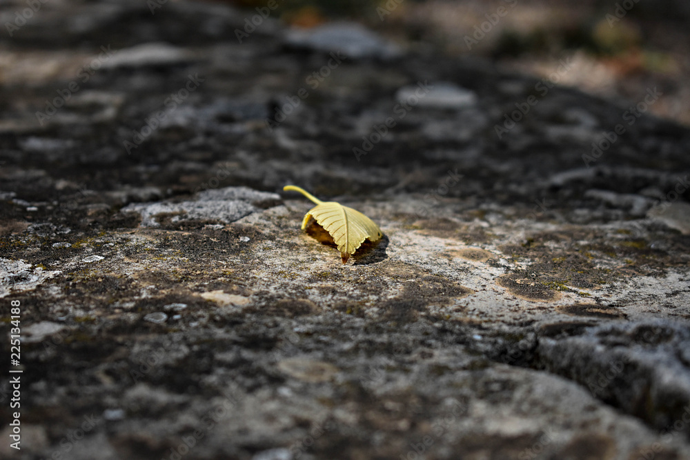 Fallen leaf/ Autumnal yellow leaf on asphalt Fallen leaf/ Autumnal yellow leaf on asphalt
