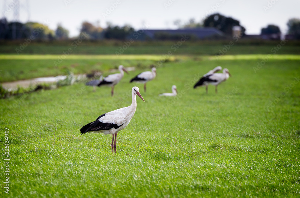 Group of white cicogna storks in a field in the south of the Netherlands. One cicogna stork is standing alone in the foreground. Group of white cicogna storks in a field in the south of the Netherlands. One cicogna stork is standing alone in the foreground.